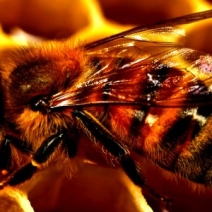 Honey: 15 Alternative Uses for Survival Honey: 15 Alternative Uses for Survival
