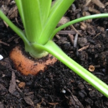 Growing Carrots: It's Easier Than You Think!