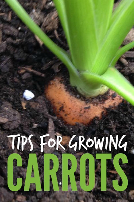 Gardening - 15 Gardening Tips and Clever Ideas at the36thavenue.com Pin it now and use them later!
