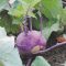 How to Grow Kohlrabi in Your Fall Garden